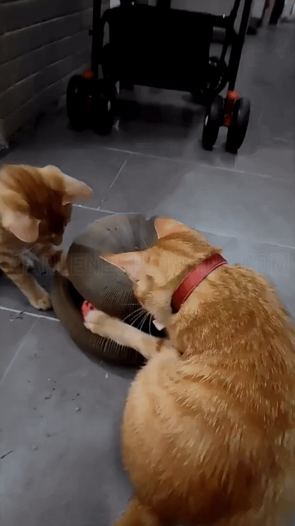 Pet Play Accessories