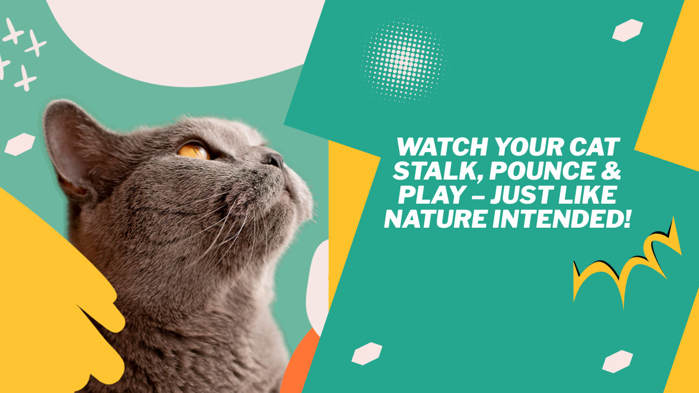 Cat Toys for Indoor Cats