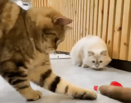 Pet Toys USA
