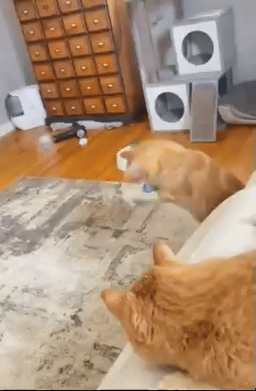 Best Toys for Pets Online
