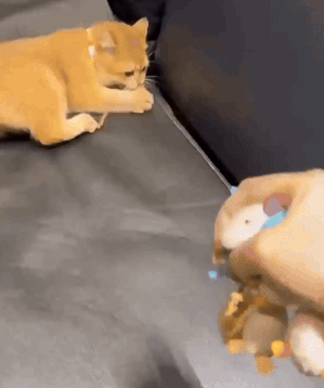 Pet Enrichment Toys