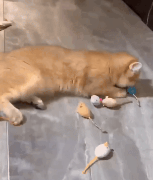 Pet Supplies Online USA