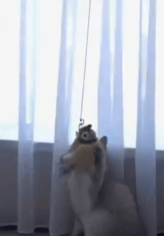 Pet Toys for Boredom