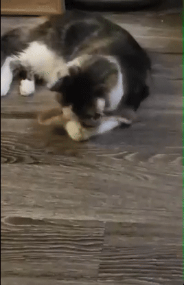 Safe Toys for Pets