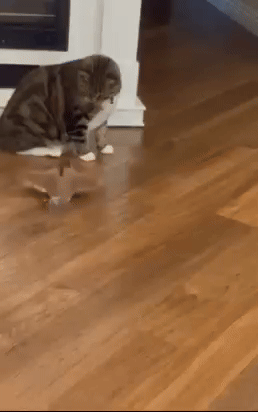 Small Pet Toys for Kittens