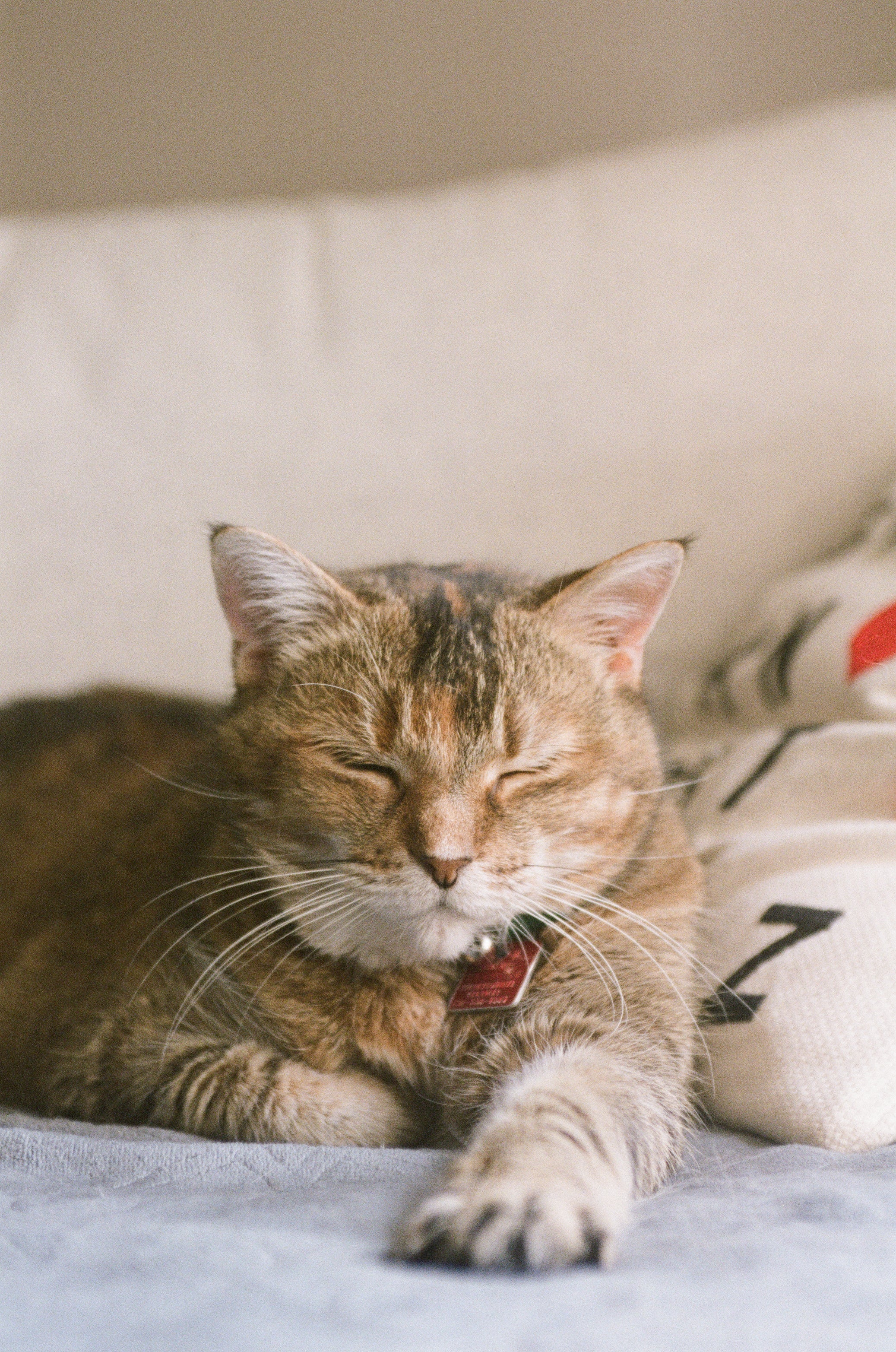 Cat Toys for Indoor Cats