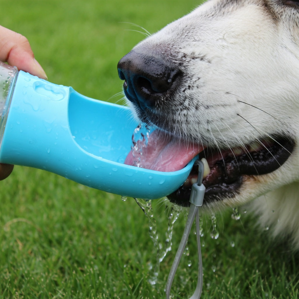 Pet Hydration Bottle